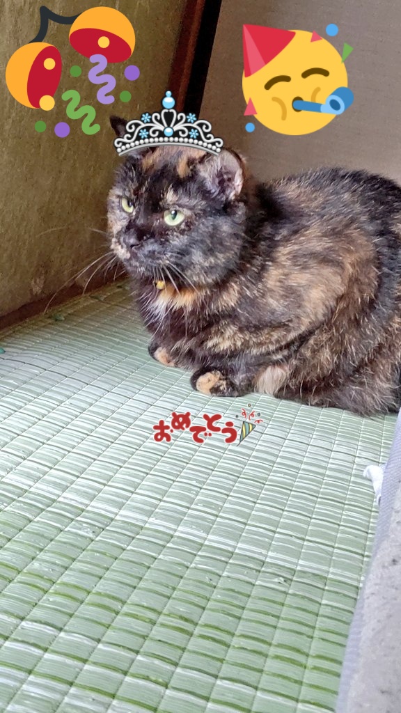 サビ猫は性格悪いしきつい 頭がいいし賢いといわれるのは本当 Catハウス