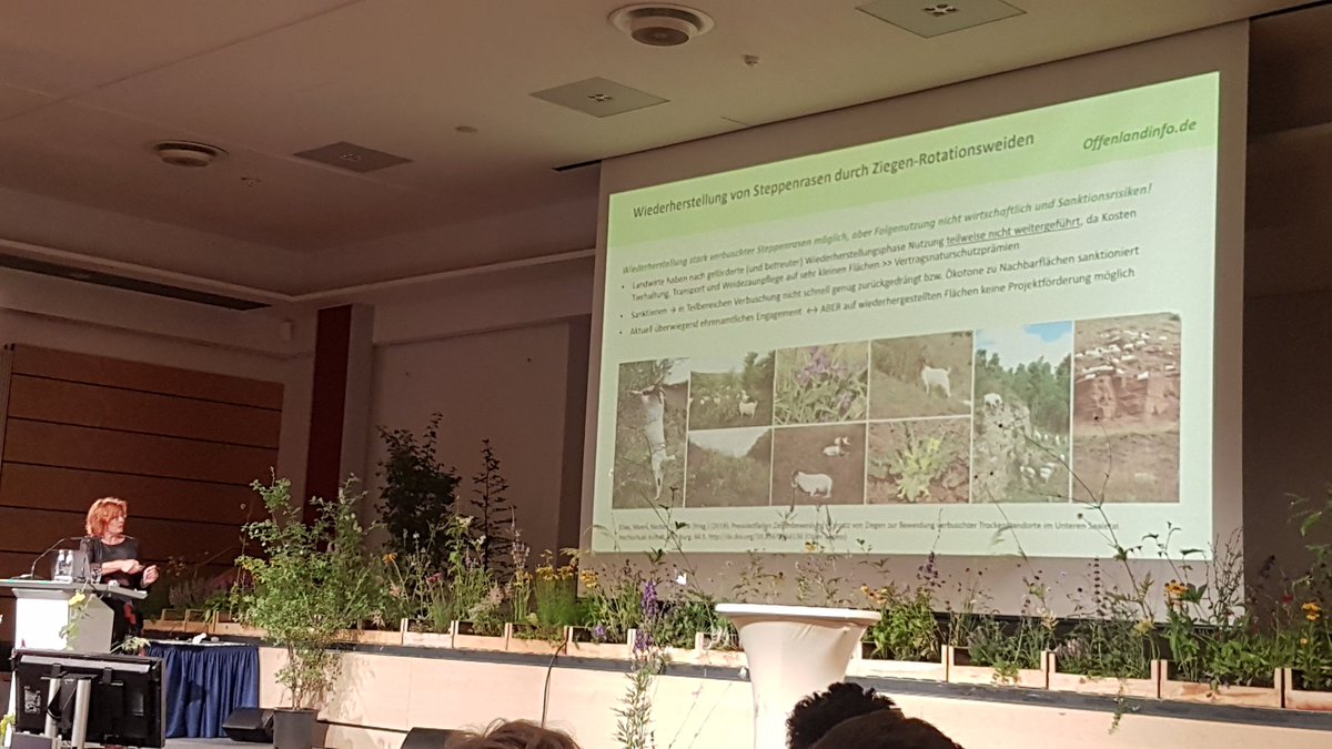 Eröffnung heute auf dem #dnt2022 durch Frau Prof. Tischew: Tolle Erfolgsbeispiele für Wiederherstellungsprojekte in der Agrarlandschaft. Mein Fazit dazu: Wir brauchen sehr viel mehr extensive Beweidungsprojekte mit Grosstieren. Das neue Aktionsprogramm des Bundes öffnet die Tür!