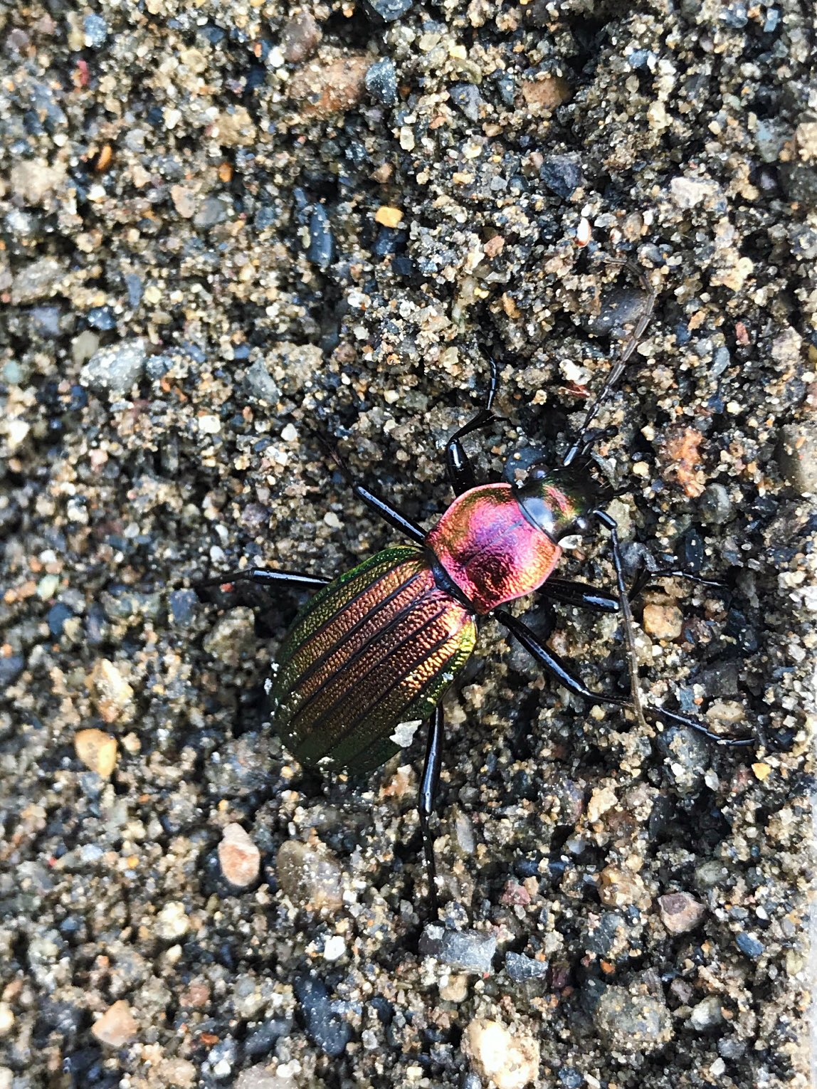 P-Yamanoue【非公式】 on X:  