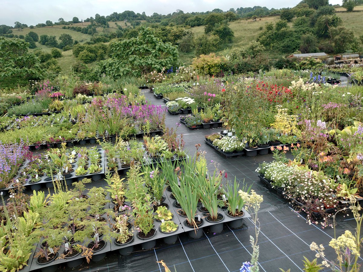 SALE! Buy any 6 of our fantastic plants and get the lowest priced one free.