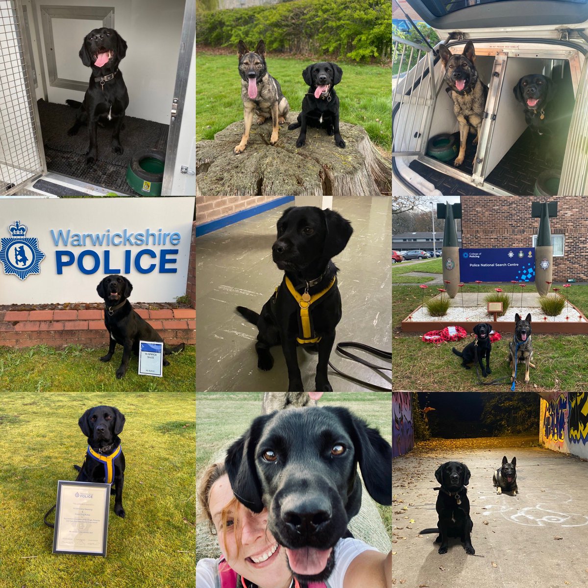 amydeemo's tweet photo. Happy Gotcha Day PD Rufus!!!
From a family pet who needed a new home due to tragic circumstances to my fantastic search dog!!
You may be a softy & scared of the world when not working but youβre a ball crazy springador sized wrecking ball when you are!! πΆπ #PetToPD #PDRufus https://t.co/vGAPTgWxpZ