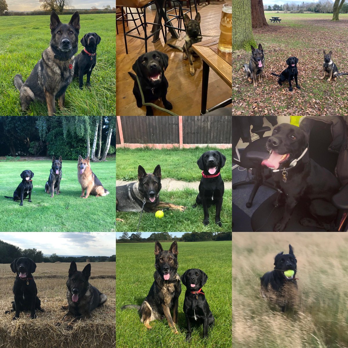 amydeemo's tweet photo. Happy Gotcha Day PD Rufus!!!
From a family pet who needed a new home due to tragic circumstances to my fantastic search dog!!
You may be a softy & scared of the world when not working but youβre a ball crazy springador sized wrecking ball when you are!! πΆπ #PetToPD #PDRufus https://t.co/vGAPTgWxpZ