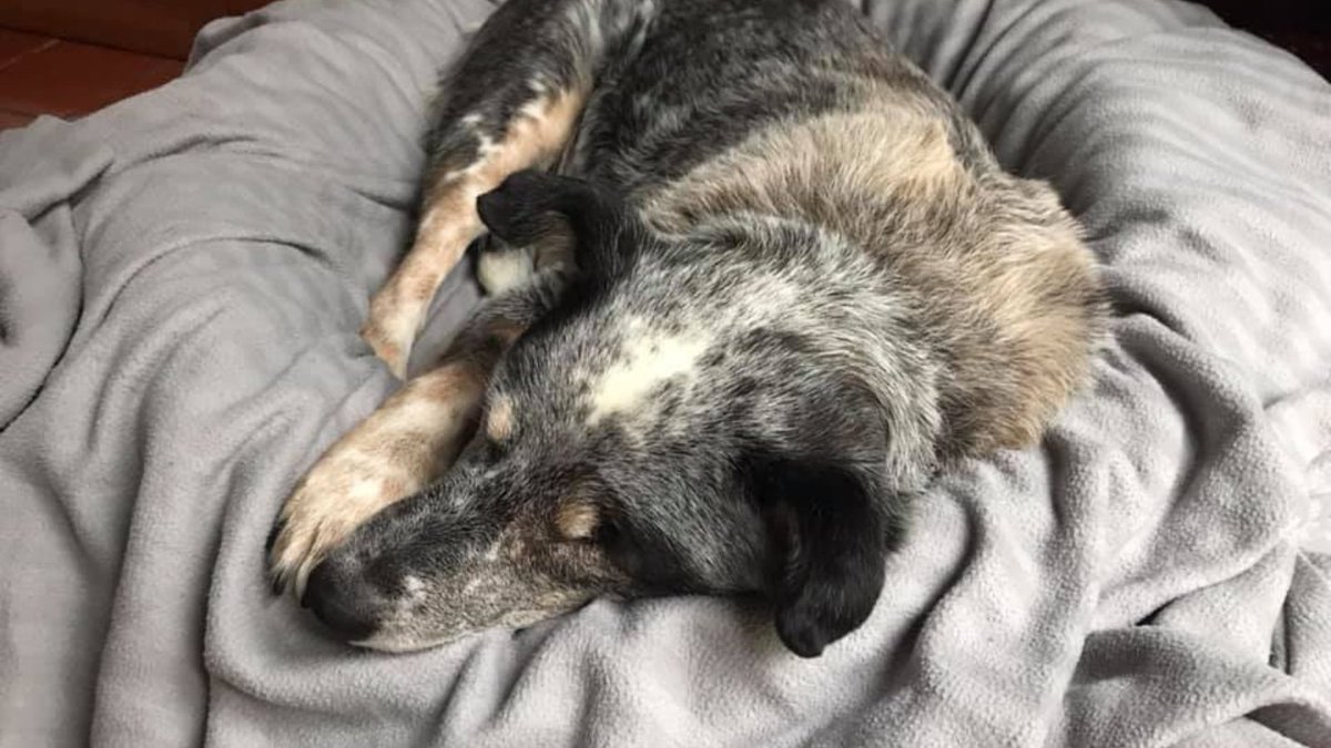 Can you help by donating your old blankets and towels to us? We're currently down to our last so this is quite an urgent ask for us. Our centre is open until 5pm today and over the weekend so if you can drop off to us we'll be here and pleased to see you. 
Thank you very much.