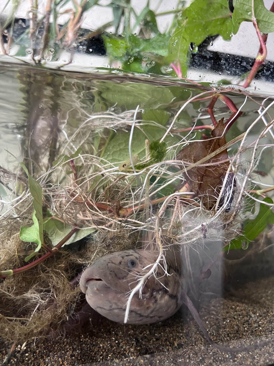 emerald05201968's tweet photo. 現地を再現シリーズ
アフリカ編😊
沼の浅瀬の肺魚
漁師の漕ぐオールの音
水鳥の鳴き声
水面を見つめるハシビロコウ…
#Protopterus annectens
#habitat https://t.co/PS2TanKfRB