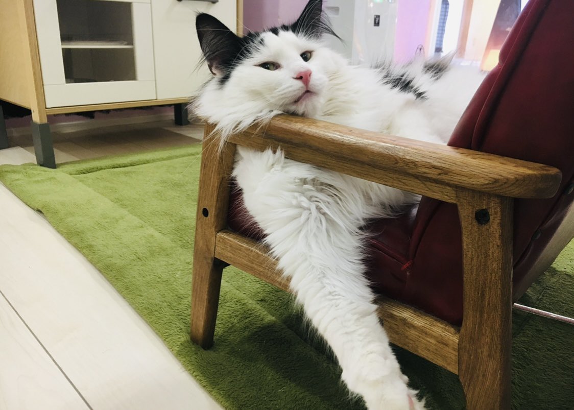 Cat Cafeねこまみれ 神戸 Mscwfai7rcybnw0 Twitter