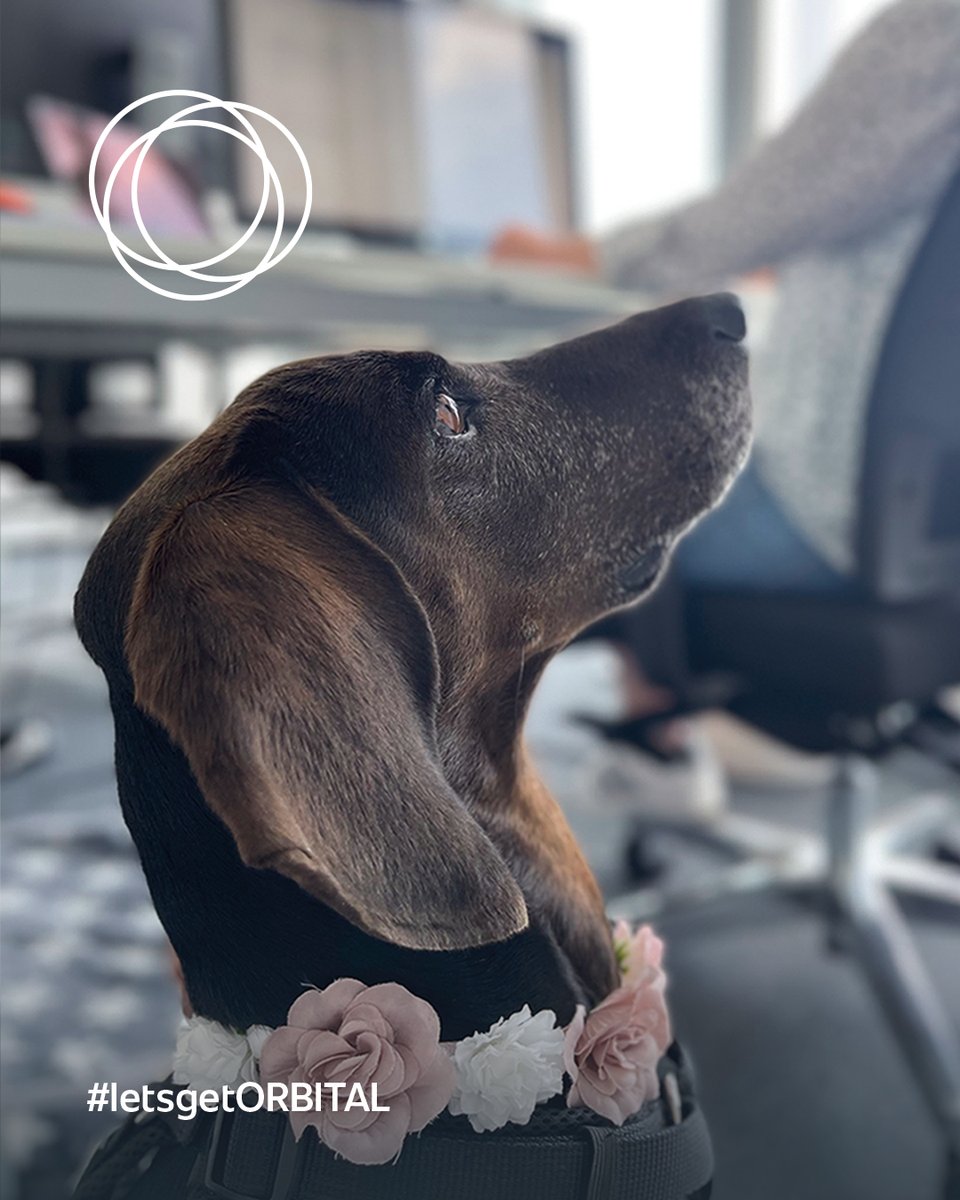 bayard_official's tweet photo. Dear BAYARD Community, today we introduce our new #FeelGoodManager Loulou. As an #agencydog, she now accompanies Jani to the office and always ensures a good mood there.🐕
Find out more about our colleagues and the current job offers at:
https://t.co/9gTb1O589c https://t.co/cXhfnjh6aH