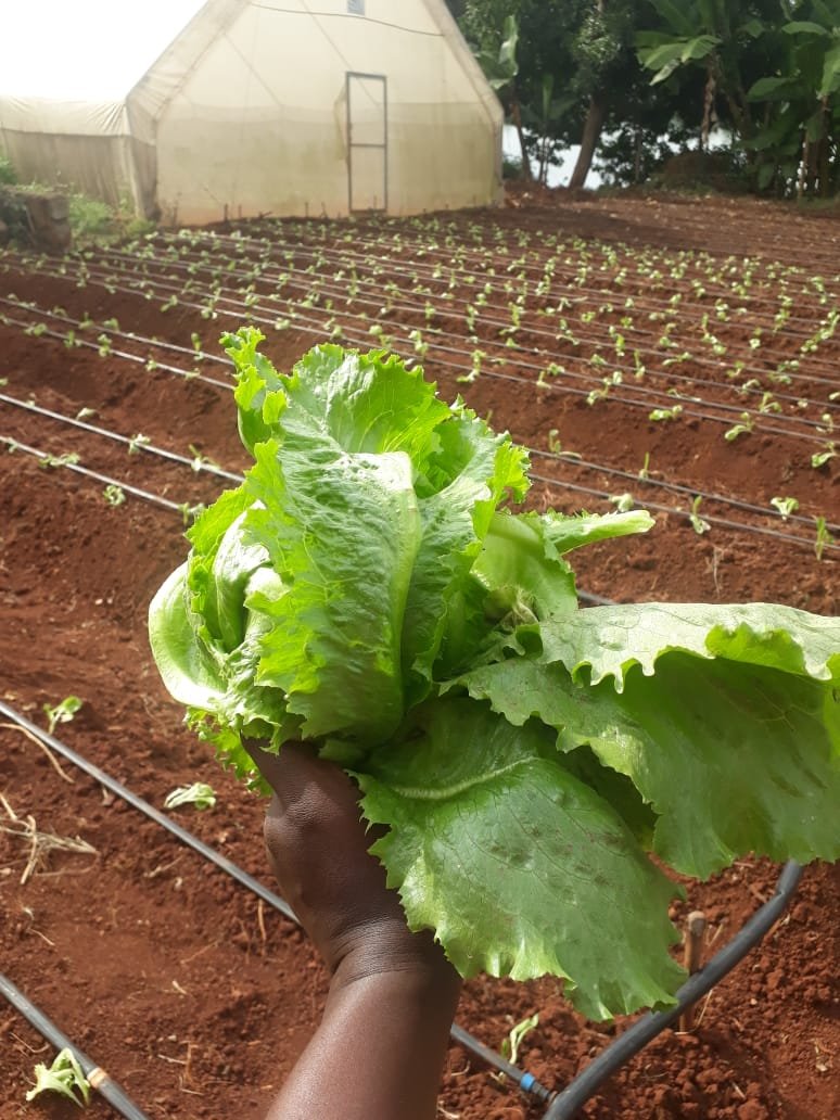 Martinthuom's tweet photo. Fresh Organic LETTUCE on sale at Ruiru, Kimbo at sh 30. contact 0720215559 call/sms/whatsapp
#TingizaMti 
#foodsecurity 
#vegetables https://t.co/eACiodPXuH