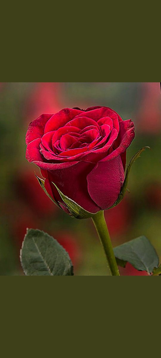 VesileHosbas's tweet photo. @ruhenbahar https://t.co/Z0nthHHFy4