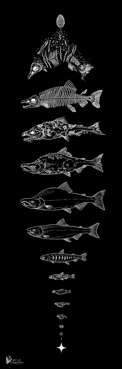 From Stardust to ...Cone

Sockeye Salmon

The importance of salmon in the ecosystem was such a cool thing learn about. My client mentioned that you can trace nitrogen isotopes from the ocean to trees that get nutrients from salmon that fertilize the forest.