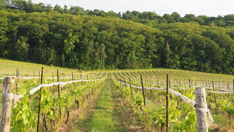 Jamie Goode tweet media