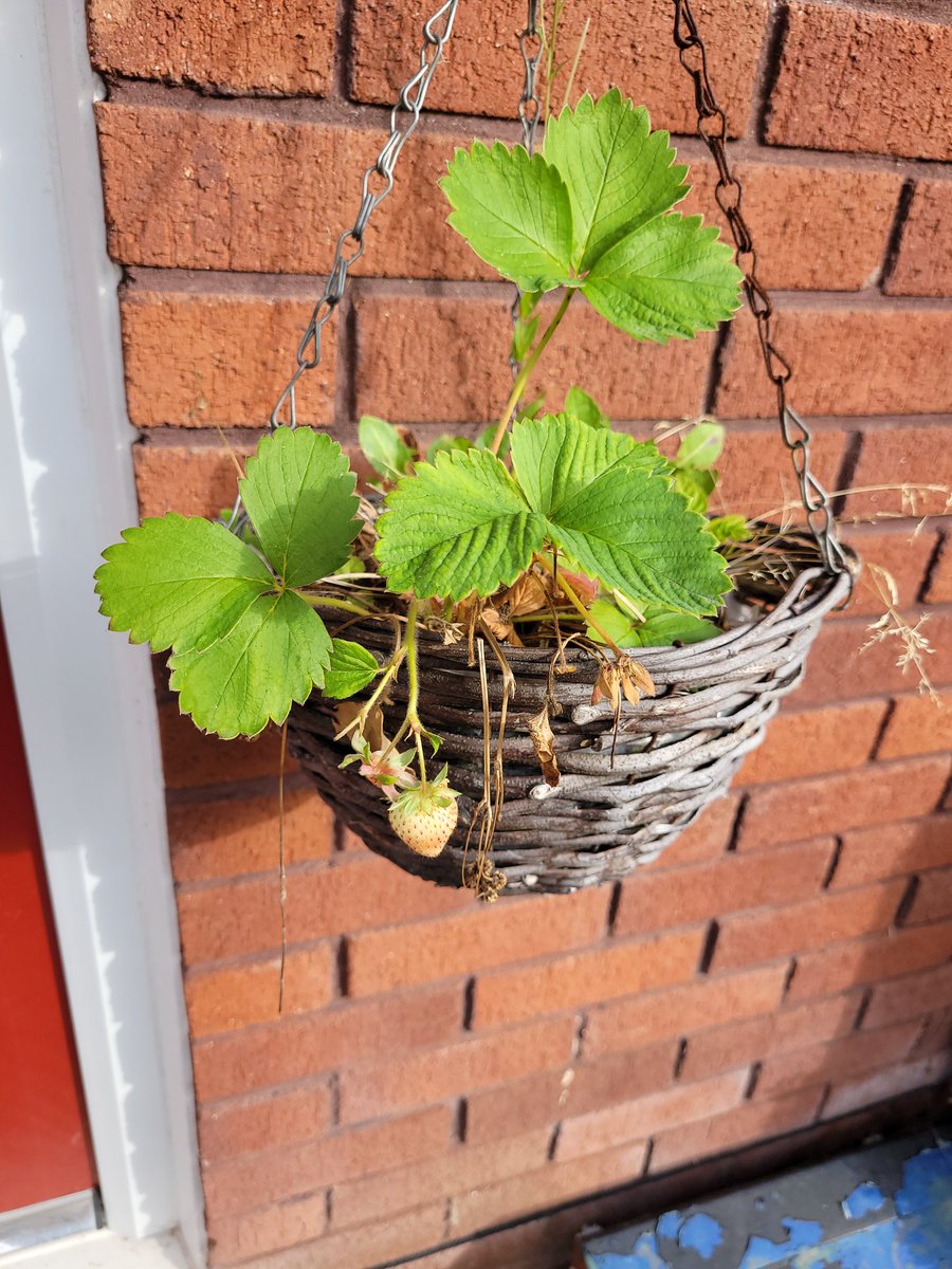 just_staceyPics's tweet photo. I planted this around 3 years ago and forgot about it; each year it pops it's head out with a select few delicious berries for my girls to try. It's a game each day to see if they will have half a strawberry each before school 🤣 #gardening #strawberries #FruitsOfMyLabour https://t.co/2bBBclMLrw