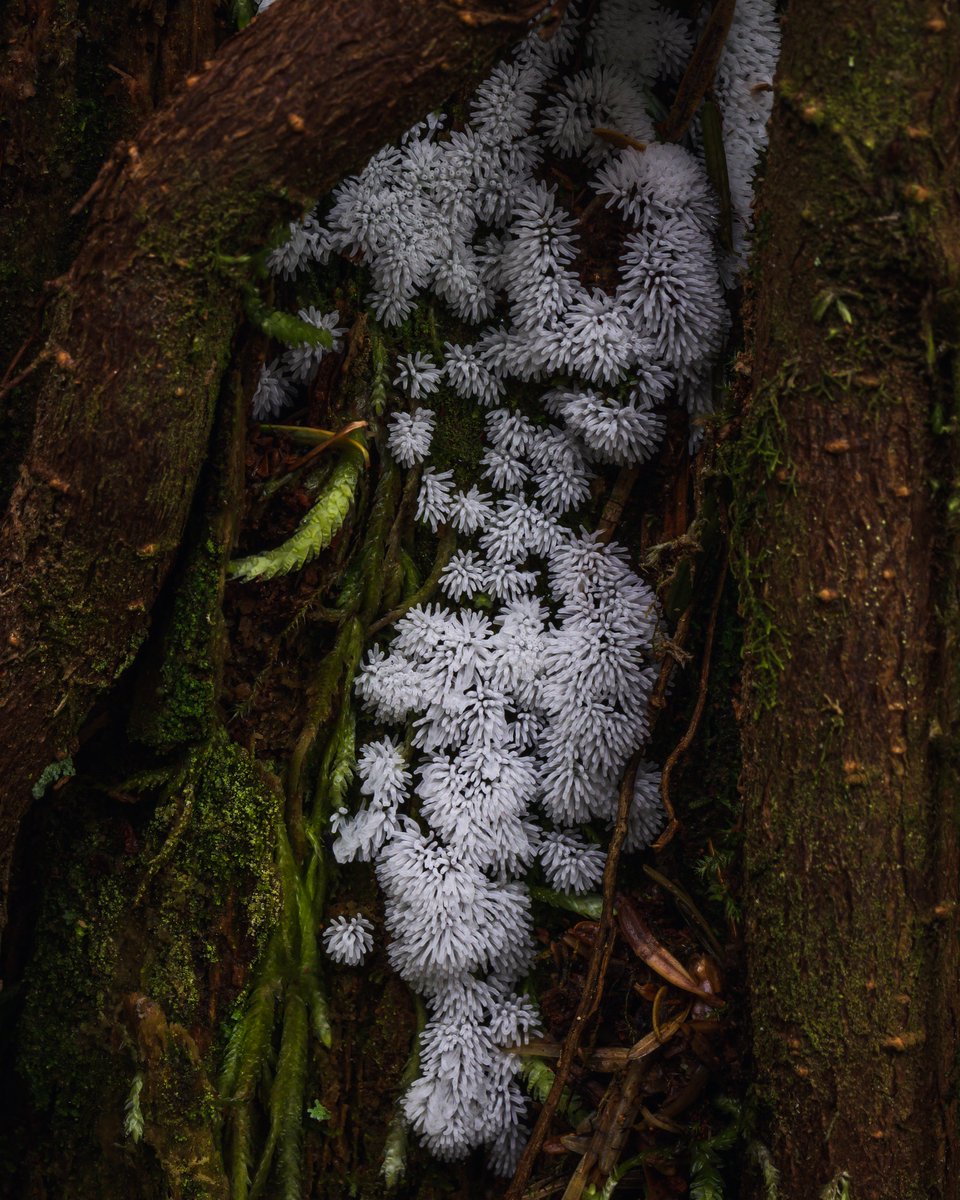 danielhuckmann's tweet photo. Coral Slime (Ceratiomyxa Fruticulosa)

June 2022

Ecola State Park, Oregon

ƒ/8.0 1/25 35mm ISO 100 https://t.co/E9CrnuiSk0