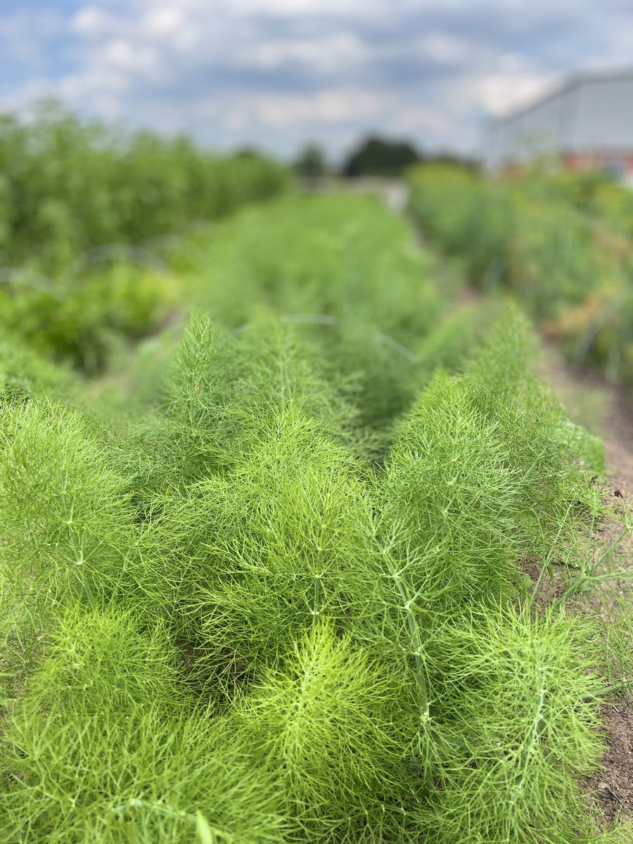 Growing @ Field 28 tweet media