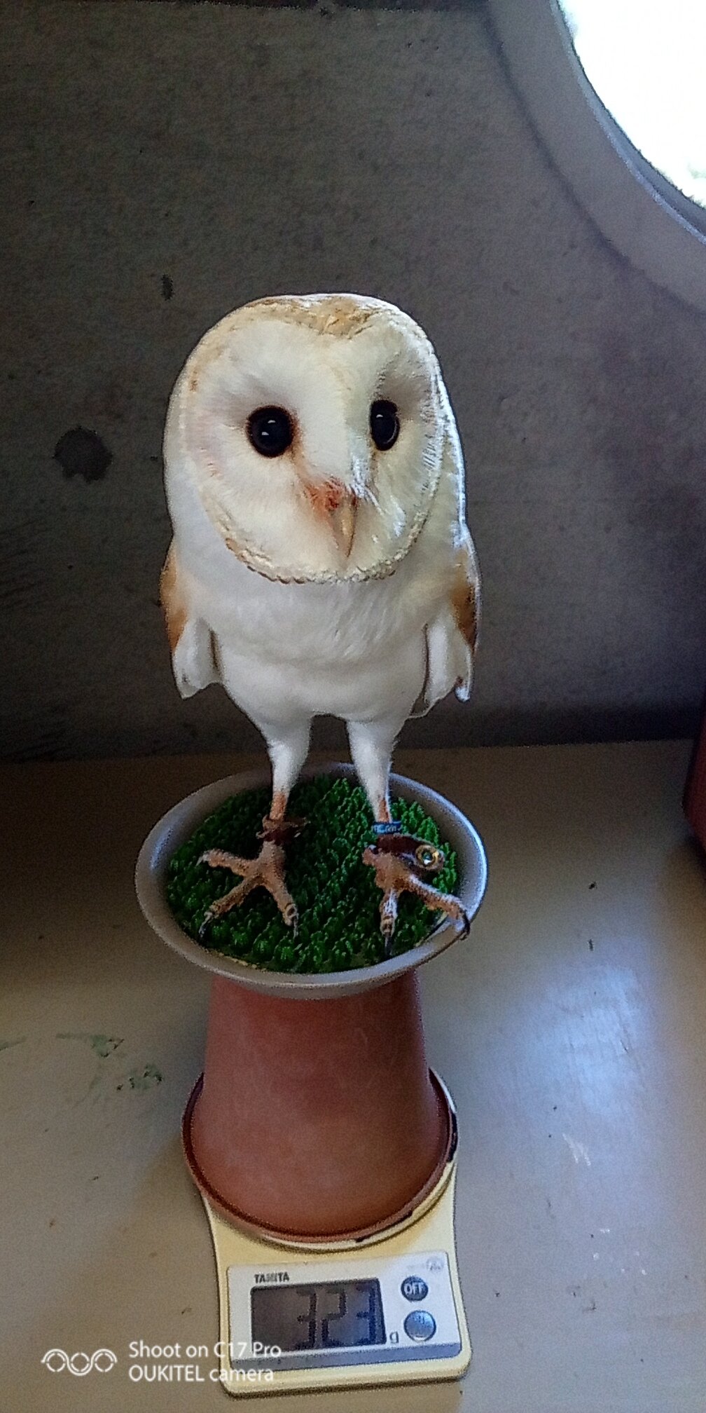 周南市徳山動物園 公式 お誕生日であることは散々お伝えしましたが 何才になったのかをお知らせしてませんでした アイは今日で６歳です 先ほど美味しいディナーをいただきました 徳山動物園 メンフクロウ アイ 特別メニュー フクロウですもの