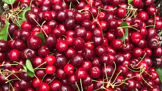 PLOT_22's tweet image. July 2022 Newsletter - mailchi.mp/3d5320a9be07/j… Updates from the plot and opportunities to get involved this summer.