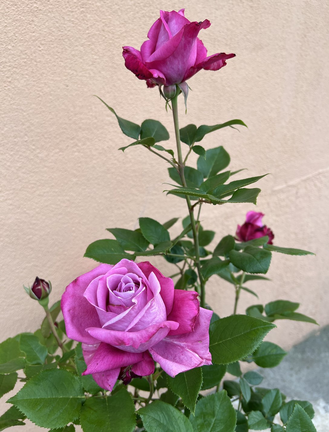 薔薇の記録しずく ロサオリエンティス Rosaorientis バラの家 Andreeve メイアン Meilland デルバール Delbard ドリュ Dorieux ギヨー Guyot デビッドオースチン Davidaustin コルデス Koroes タンタウ Rosentantau 河本バラ園 京成バラ