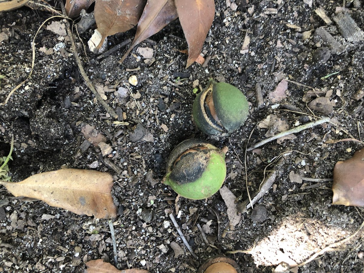 New PhD students and an early career research fellow for the new 5-year R&amp;D program on key macadamia diseases in partnership with growers and industry stakeholders.  <a href="/Hort_Au/">Hort Innovation</a> <a href="/femi_uqoakins/">Femi Akinsanmi</a> <a href="/MacadamiasAus/">Macadamias Australia</a> <a href="/QAAFI/">QLD Alliance for Agriculture & Food Innovation</a> #horticulture #diagnostics