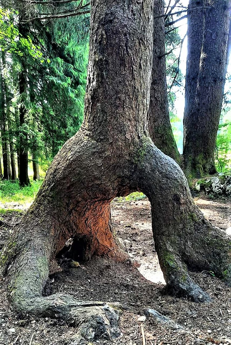 Greenisamissio1's tweet photo. We humans should take the trees as a model for our lives and remember our roots. Strong roots enable healthy growth in all areas and if we then adopt the characteristics of trees, support others with our roots and stand together, the earth would be a healthy planet again.β€οΈπππ€ https://t.co/syz23ANdCt