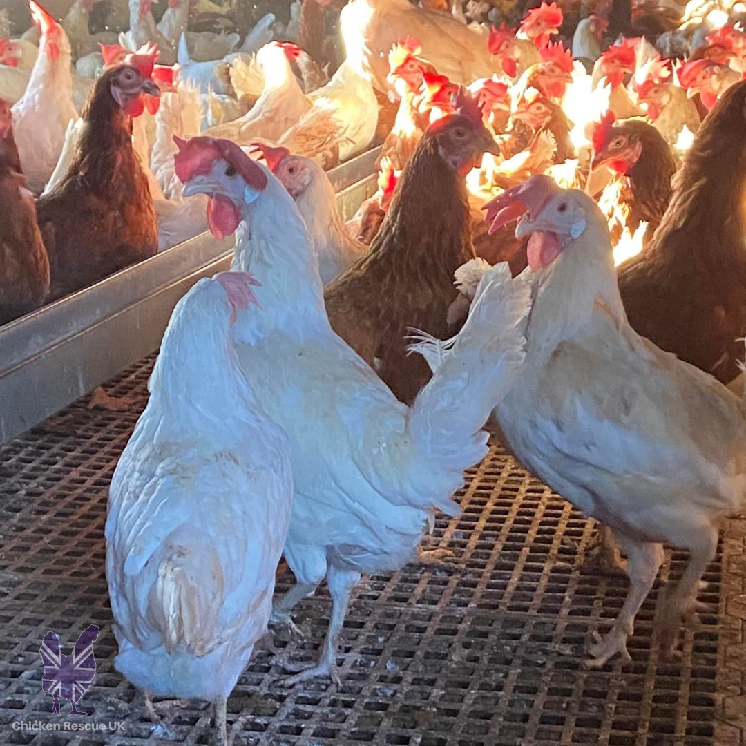 If you'd like to add some colour to your flock we have some lovely white hens available alongside brown hens from the 9th July! Reserve your chooks now on our website bit.ly/3tKFRSi #chickenrescueuk #chickenrescue #rehomingchickens #rescuechickens