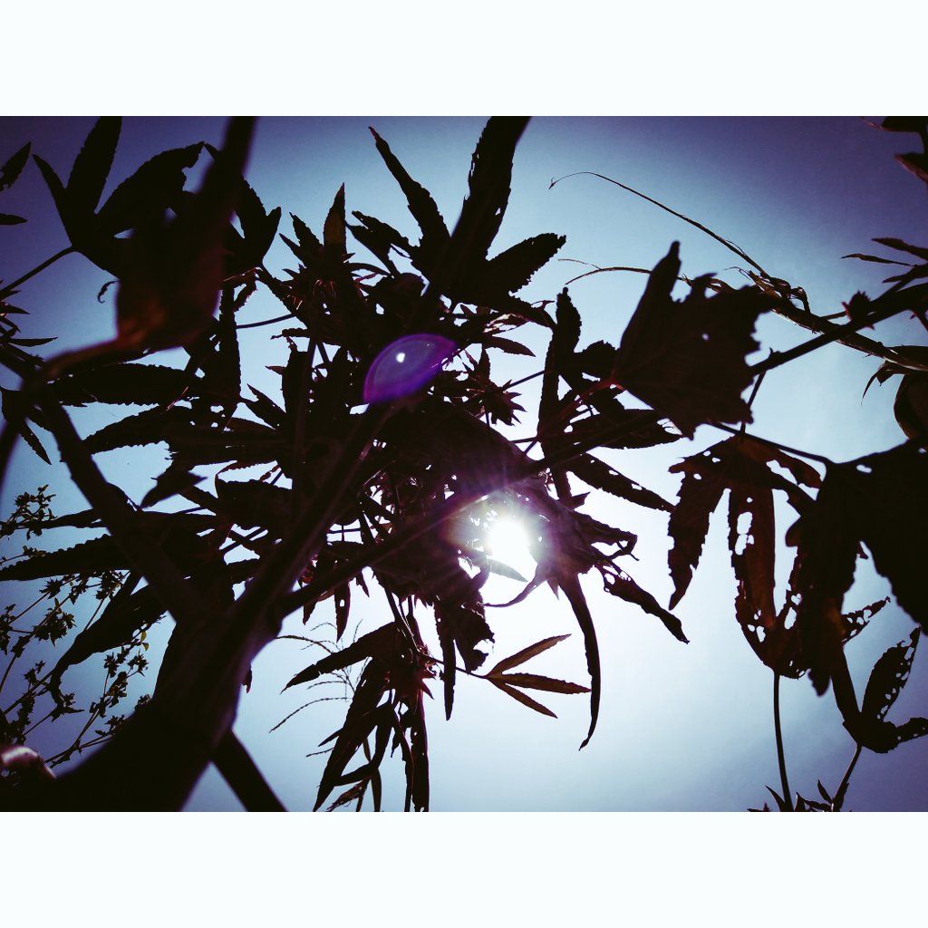Albert_inii's tweet photo. #phonephotography ✨ https://t.co/tOO7KqSTuA