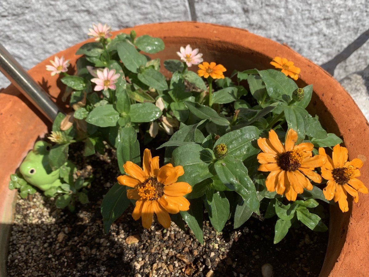 drumsyuu's tweet photo. この頑張って咲いてくれてる花、めしべ自体も花のようになってて面白いです🌼 https://t.co/9AqtvpwdFa