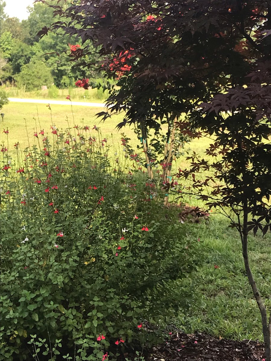 JanetNestor's tweet photo. “In all things of nature, there is something of the marvelous.”
- Aristotle

#FindingNaturesMagic 
#SharingPlanetBeauty 
#Nature #NatureQuotes 
#FlowersOnFriday 

Blooming sage next to red maple tree, photo by @JanetNestor: https://t.co/O4cGagSIIK