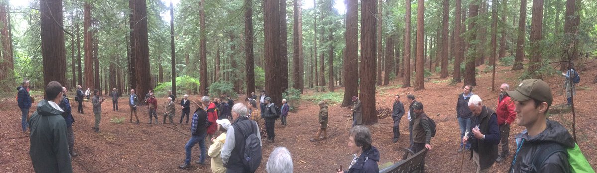 JamesDWalmsley's tweet photo. @BUForestry @royal_forestry and being dwarfed by the HUGE Sequoia sempervirens (average volume of the trees planted in 1857 is now 26-28 m3!!!) took me straight back to a pilgrimage to the John Muir woods, #SanFrancisco. trees are just so amazing 🤩  https://t.co/48FBjWZzJK https://t.co/cXnVR7hi5j