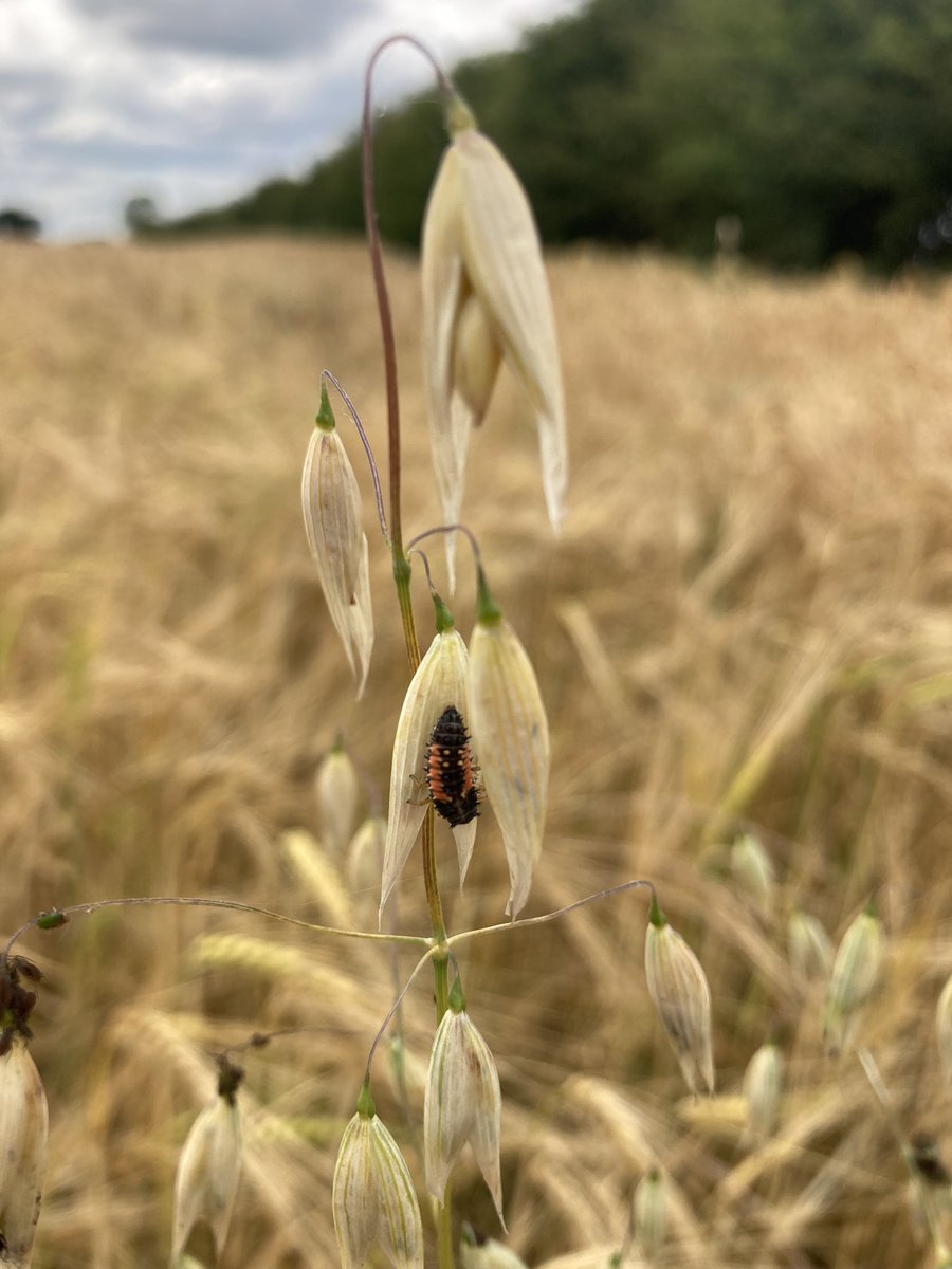 Louis_WAg's tweet photo. A couple of friendlies for the farm. Don’t mistake ladybird larvae (left) or hoverfly pupae (right) for pests! https://t.co/X2N322PVMt