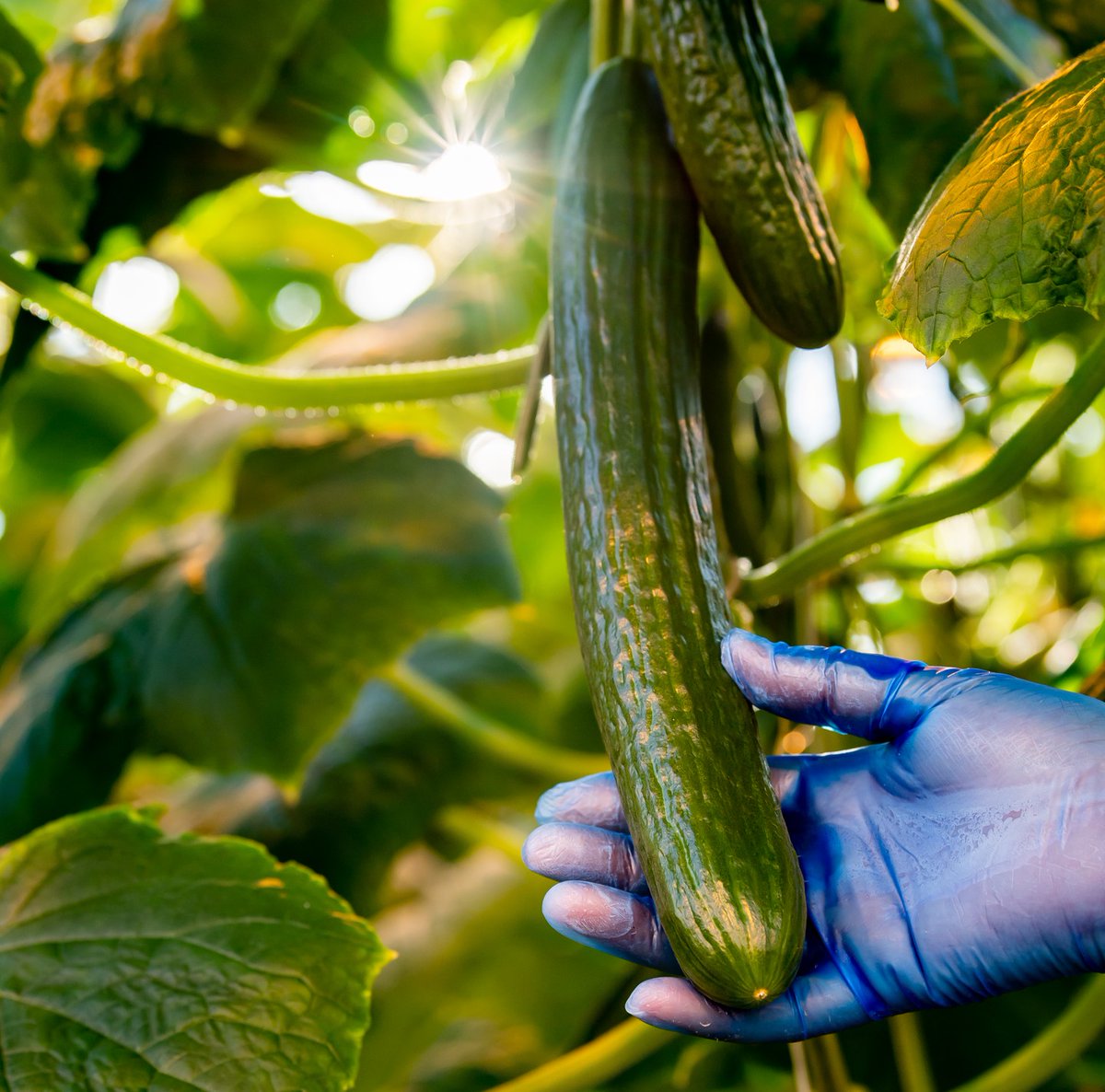 We help growers to protect their crops against viruses in a natural way. We do this for tomatoes and other fruit vegetables such as bell pepper and cucumber. With green products based on cross-protection, safe for humans, animals and the environment #biocontrol #cucumberday