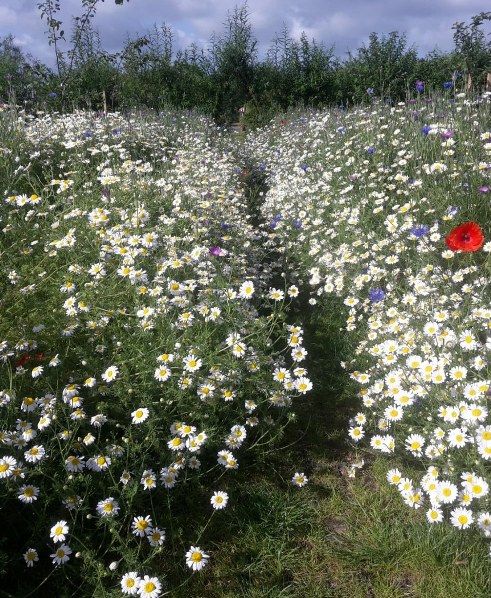 An insect friendly wildflower meadow grown in the #RoughAroundTheEdges and #ChilternsOrchards site at @Lindengate mental health charity near @aylesburytc .

Supported by @BBOWT @RangerNutkin and Steph from @chilternrangers 

🐞🕷🪲🐝🦋🐜🦗🐛