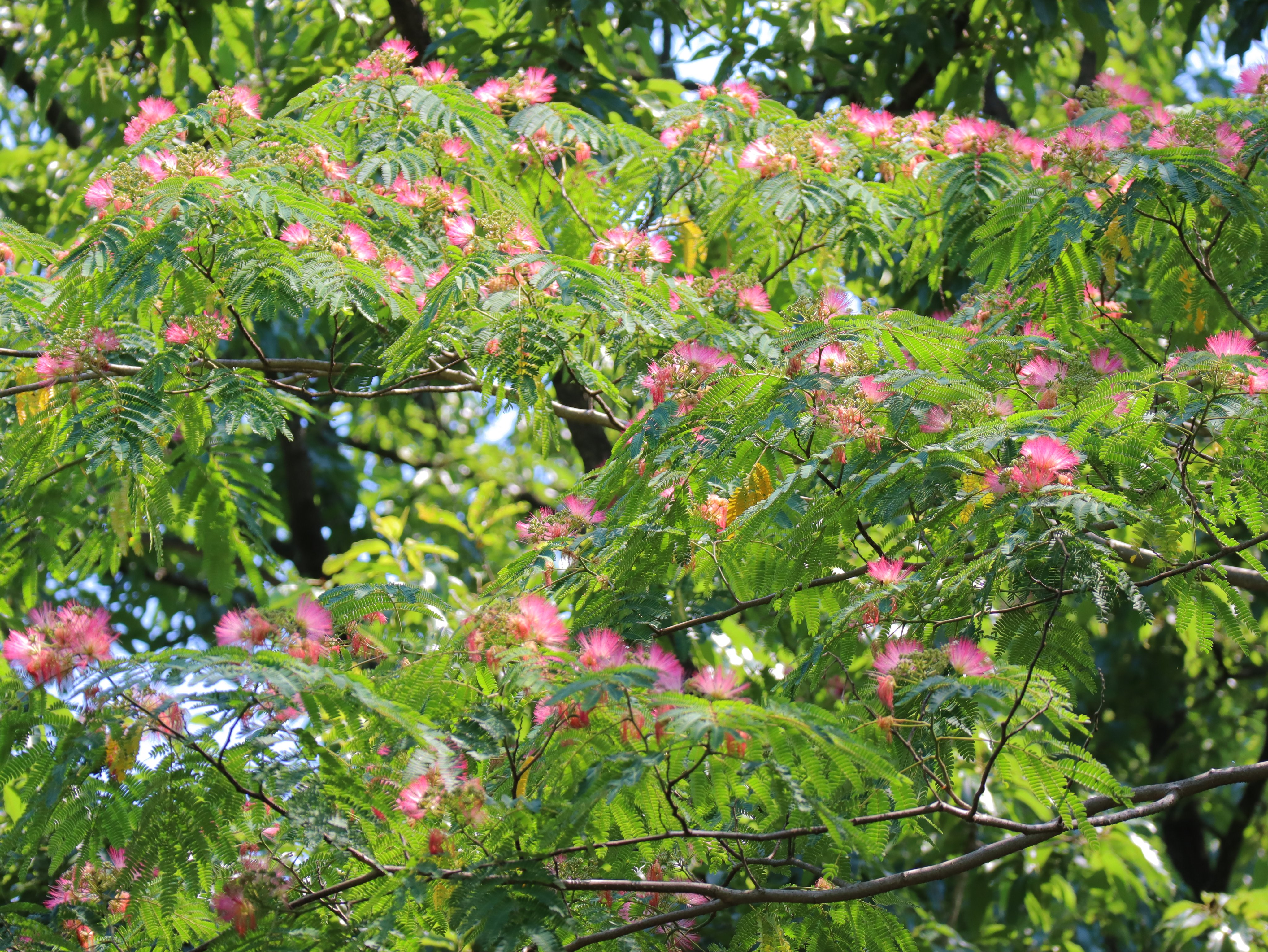 国営昭和記念公園 ネムノキがふさふさしたピンク色の花をたくさん咲かせています 夜になると葉を閉じ 垂れる姿がまるで眠っているように見えることから名づけられたそうです 写真たくさんの 花だより もぜひご覧ください T Co Z5r7tmokoe