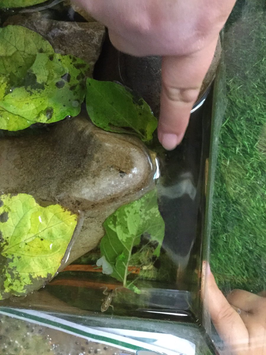 Murdishaw West YF tweet media