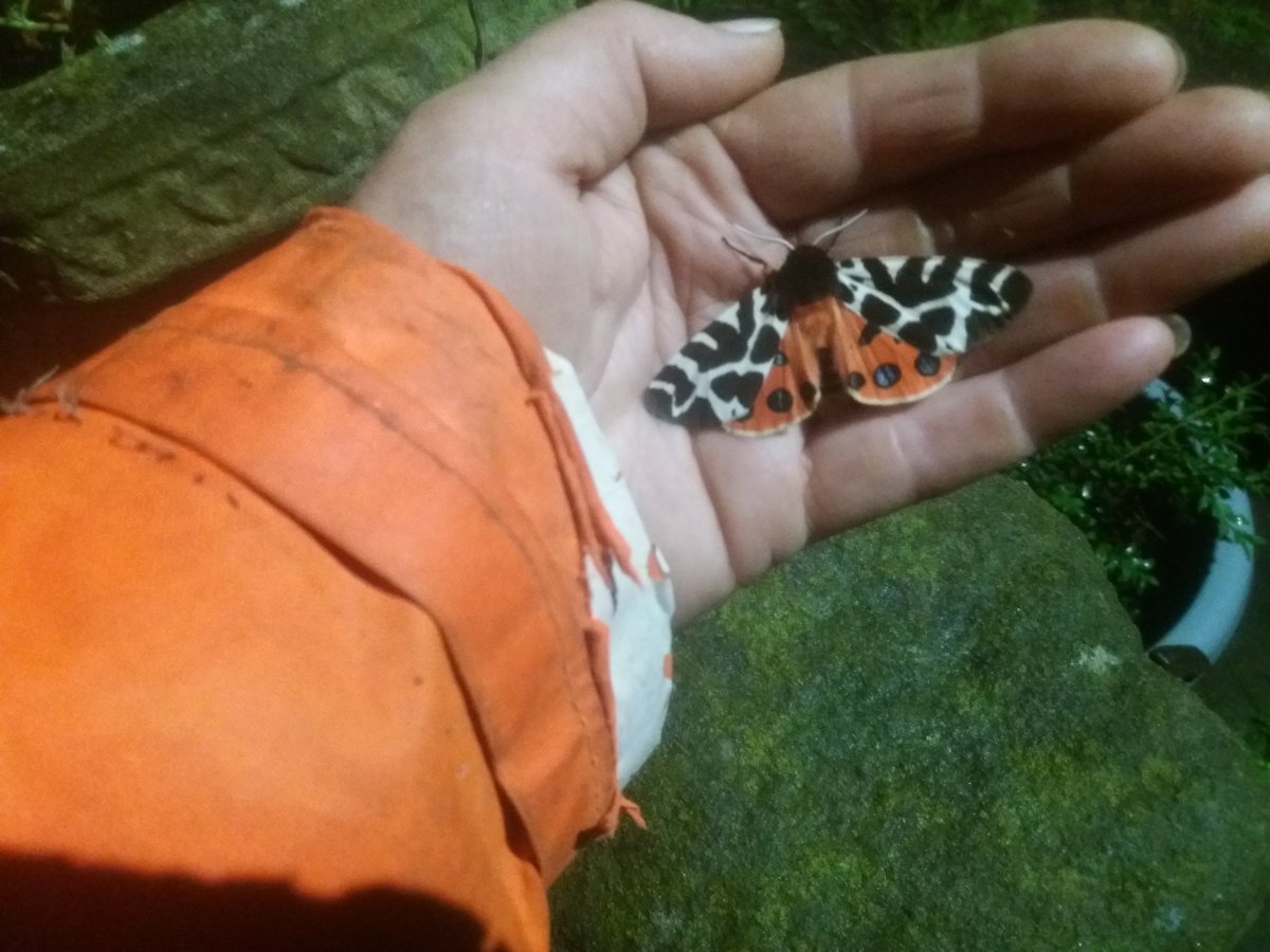 LHuttley's tweet photo. Blessed with this little beauty lastnight, absolutely gorgeous. Am I right in saying a garden tiger moth.  @ukbutterflies @LGSpace @BuzzingPeak @Butterfly_bros @savebutterflies https://t.co/HA2VFl6ZlI