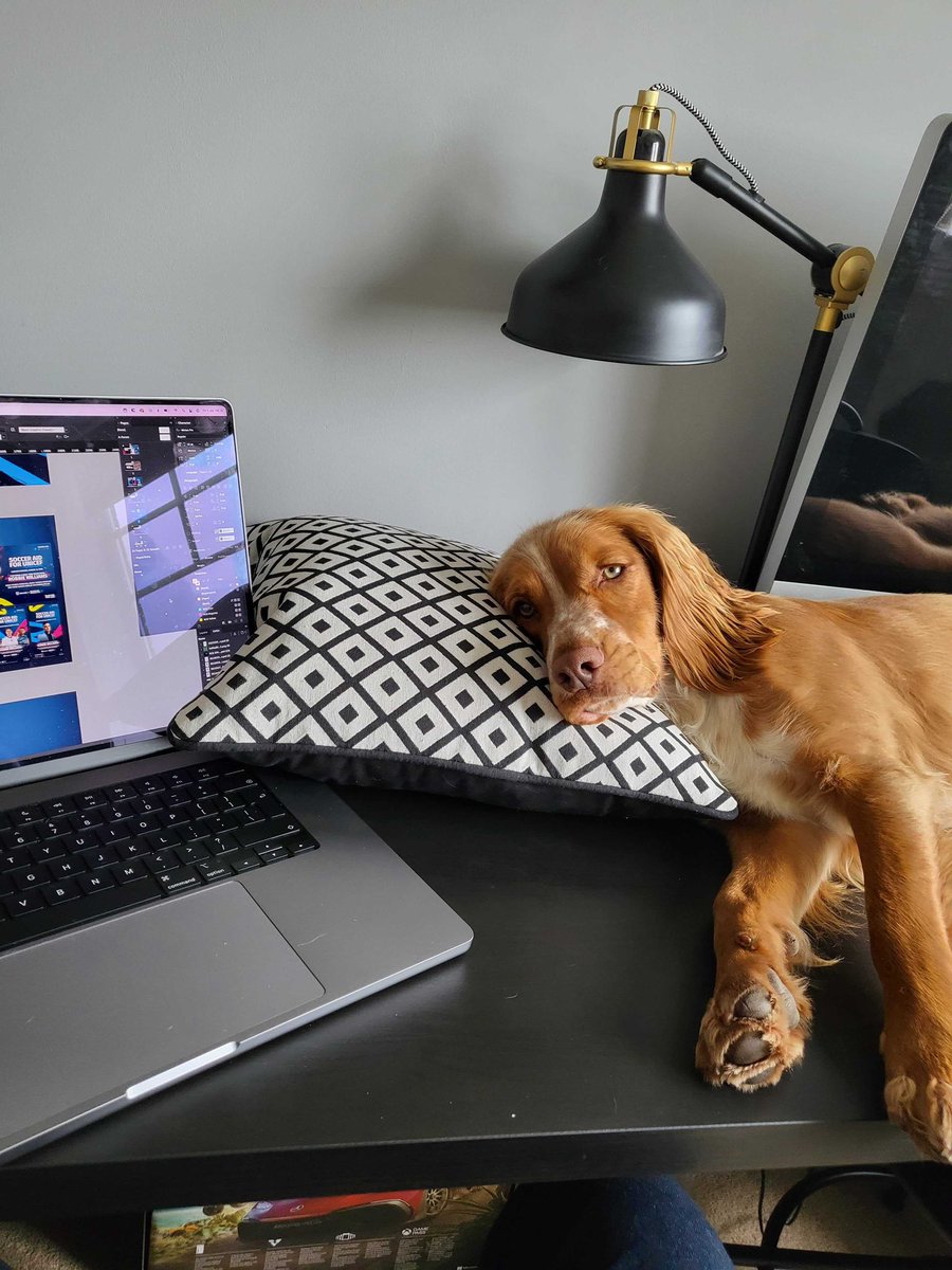 Chris’s dog Cooper helping out with some design work today, or slacking, we can’t quite tell! #dogsoftwitter