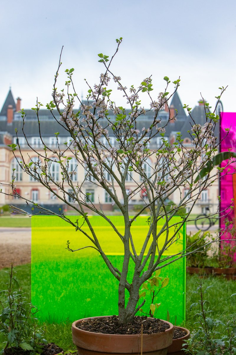 #JardinsEnMouvement | De jeunes #architectes et #paysagistes investissent le #parc de la <a href="/ciup_fr/">Cité internationale universitaire de Paris</a> pour vous proposer des œuvres inédites qui dialoguent avec le #patrimoine du campus 🍃

Découvrez "Yu Di Mi Heng : incantations pour Richard Pottier" 🌱 ➡ bit.ly/Festival-JMM-2…