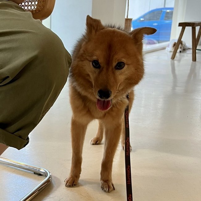 mendeream's tweet photo. 겁보 다람이 🐿 그래도 오늘은 사장님이 주신 간식도 먹고 안겨서 귀여움도 발산🐾🐾 하고 옴 😎
#다람이가족찾아요 #사지말고입양하세요 https://t.co/uy0F7ceynv