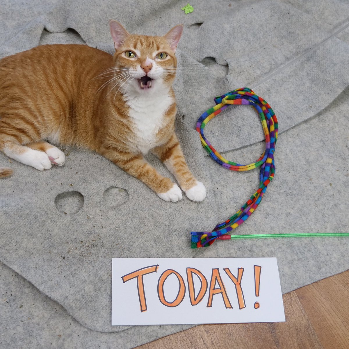 ColeTheBlackCat's tweet photo. HAPPY BIRTHDAY MARMALADE! 🎉😺

We know this last year as been a tough one, but your silly antics and snuggles have made it easier for everyone and we love you very much 🧡

Here’s to the next 9 years!!

#HappyBirthdayMarmalade #cats #CatsOfTwitter #HAPPYBIRTHDAY https://t.co/XxviRzCDj8