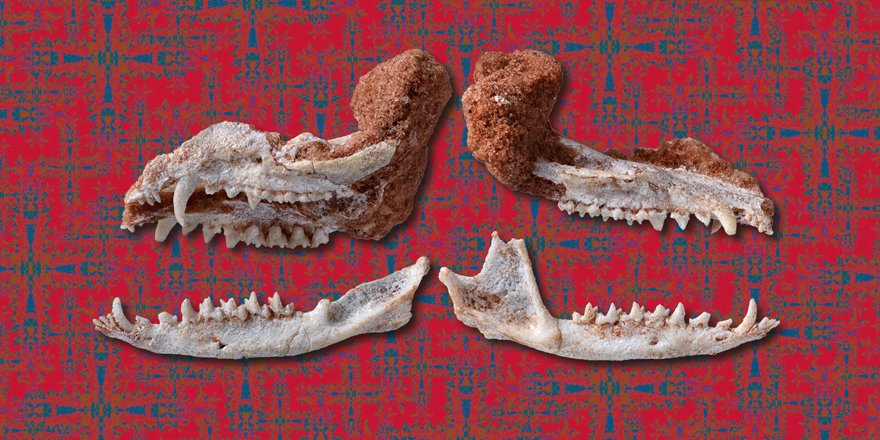 Publi_MNHN's tweet photo. [#Geodiversitas] New material of Incadelphys antiquus (Pucadelphyda, #Metatheria, #Mammalia) from the early #Palaeocene of 🇧🇴 reveals phylogenetic affinities with enigmatic North &amp; South American metatherians

🔗 https://t.co/t3MXtKhlNa
✒️ @ChristianMuizon et al.
#FossilFriday https://t.co/jX5MTNWnxd