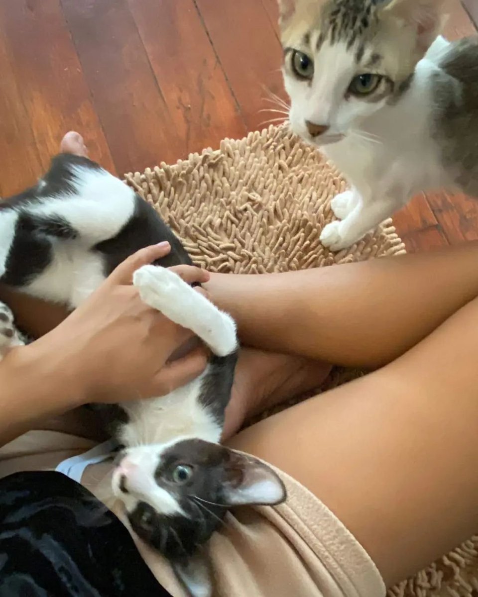 CEUcats's tweet photo. Adoption Update!
Eddy and Fonz 🥹
Its been almost a month na and their new family has decided to PURRMENANTLY adopt them ❤❤
Yaaay!!
Congrats bebeees huhu ❤❤😭🥺
#CEUcats https://t.co/g9AOrPRFOZ