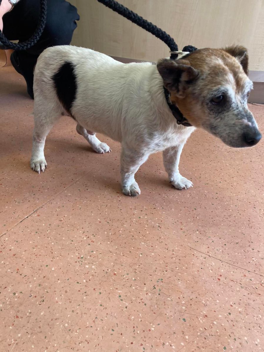 Please retweet to help FIND THE OWNER of this dog found as a stray #FIRTHMOOR #COUNTYDURHAM #UK 
Thursday 30th June 2022. He is not microchipped.
If he is your dog or you know where he lives, please contact  stray aid on 03009994247.. Ref 68/22.
#dogs #PetCrisis #animals