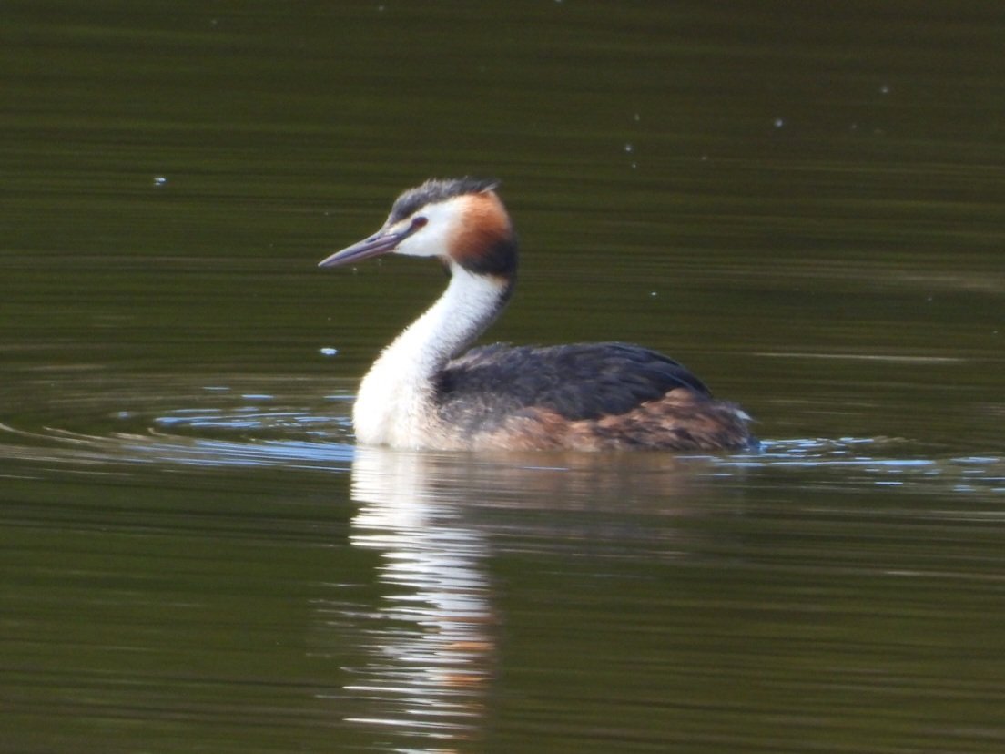 nickybond007's tweet image. A great day leading a customised tour of West Sussex for Mel and Adam for @SouthDownsWild Spoonbill, a grest selection of birds of prey, butterflies, dragonflies and mammals, superb variety @sdnpa