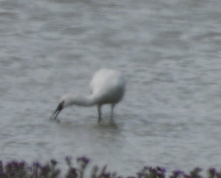 nickybond007's tweet image. A great day leading a customised tour of West Sussex for Mel and Adam for @SouthDownsWild Spoonbill, a grest selection of birds of prey, butterflies, dragonflies and mammals, superb variety @sdnpa