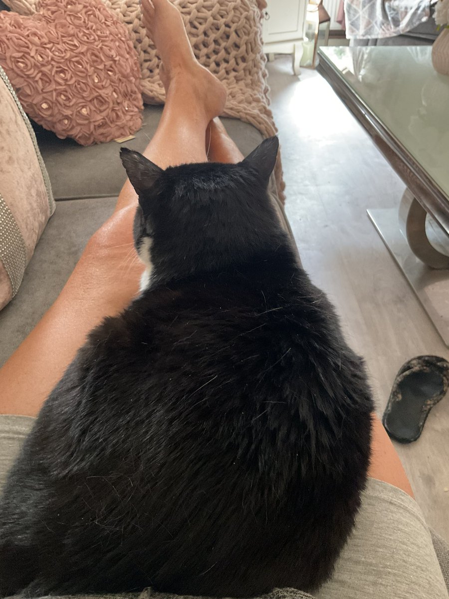 Tuxedosocks's tweet photo. I don’t usually sit on my mummy’s knee but I missed her cuddles because they went on holiday for 2 weeks 😿 https://t.co/2ZJ8iqnXW8