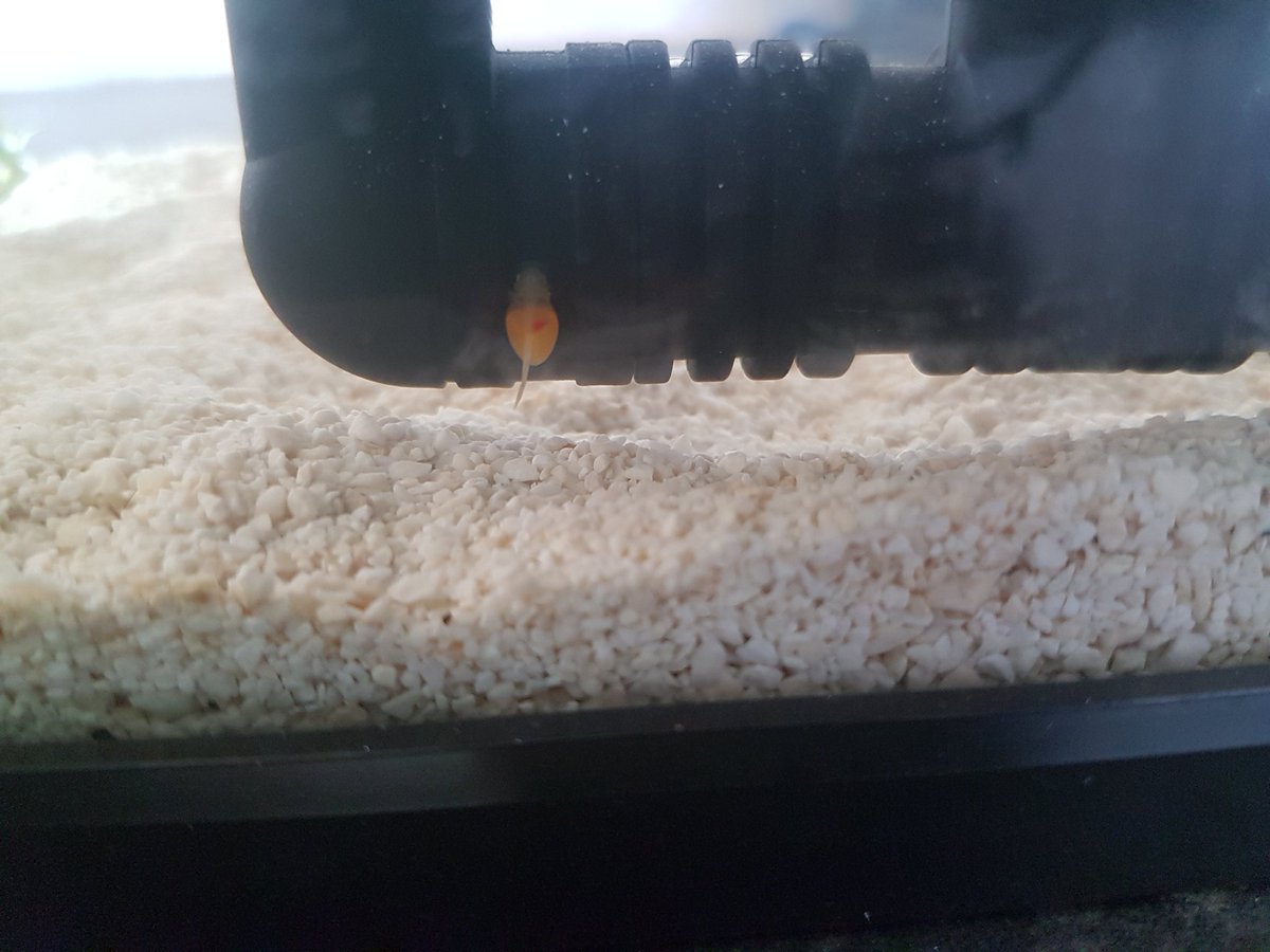 The baby is growing! Can you see their heart? #pleco #plecobaby #ragnar #spongefilter #newLEDlights