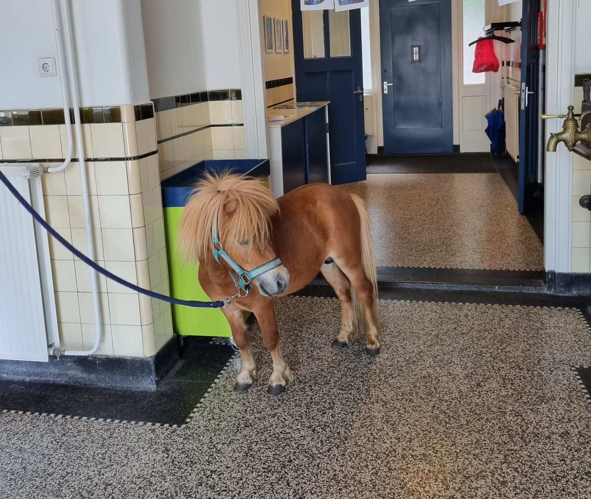 De Teugelaar (@deteugelaar) on Twitter photo "Er stond een paard in de gang". De Teugelmarkt is geopend kom je ook!!! @SAAMscholen <a href="/DeTeugelaar/">De Teugelaar</a> "Er stond een paard in de gang". De Teugelmarkt is geopend kom je ook!!! @SAAMscholen <a href="/DeTeugelaar/">De Teugelaar</a>