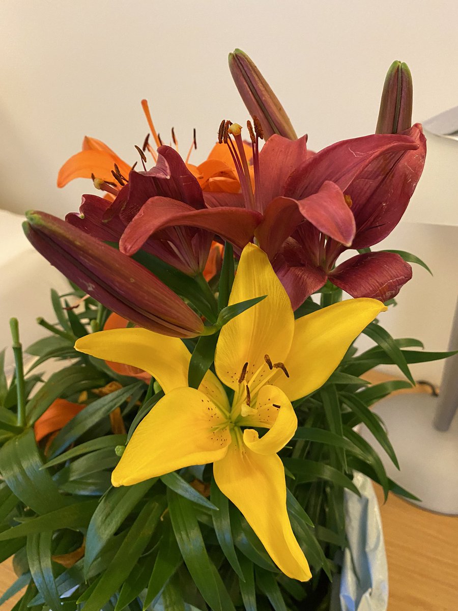 I really have some lovely colleagues @HUGrhc. The on call consultant that I called in at 6am one busy night shift, goes and buys me flowers….. ☺️#kindness #itsthelittlethings