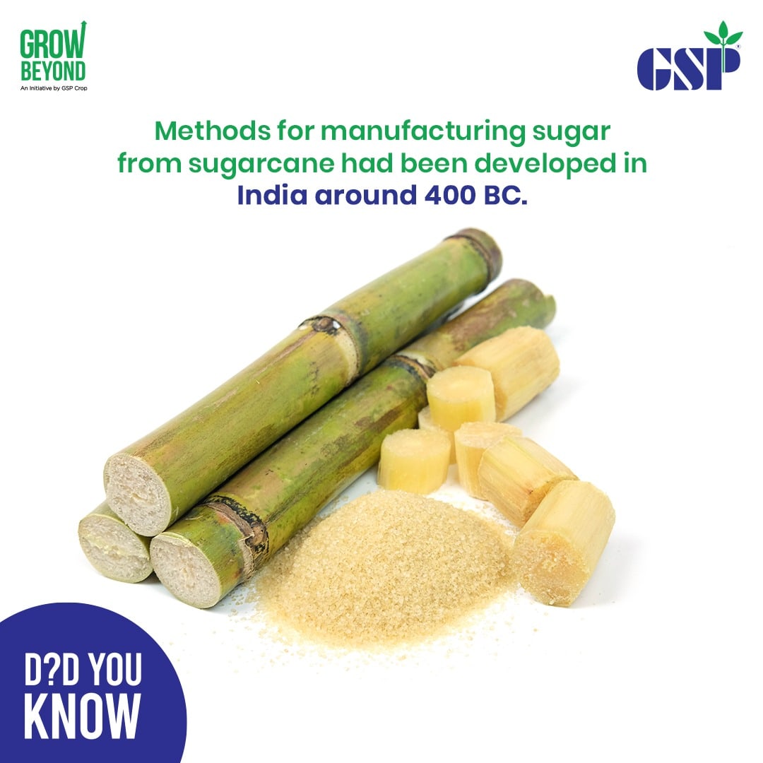 GspCrop's tweet image. India stands first in area (3.93 m.ha) and production (167 m.t) amongst the sugarcane-growing countries of the world. States like UP, Maharashtra, Karnataka, Tamil Nadu, Andhra Pradesh, and Gujarat majorly grow sugarcane.

#Gspcrop #gspcropscience #agro #agrochemical #india