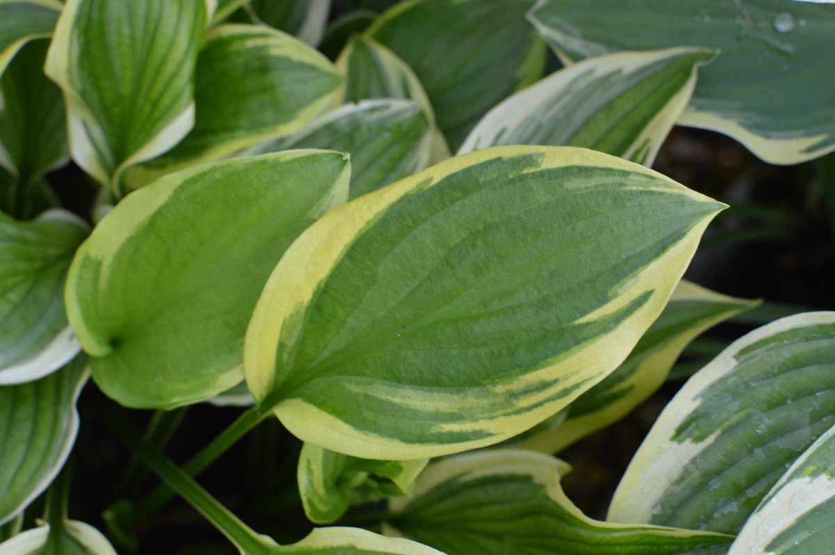 SiennaHosta's tweet photo. Hosta 'So Sweet', a very underated variety that has wonderful colour and a beautifully fragrant flower. On top of these qualities, it is also fast growing! 🌱🌸🌿
#siennahosta #hosta #gardening #ukhostas #Plants #hostaspecialist #Hostas https://t.co/hcXWLdfkvp