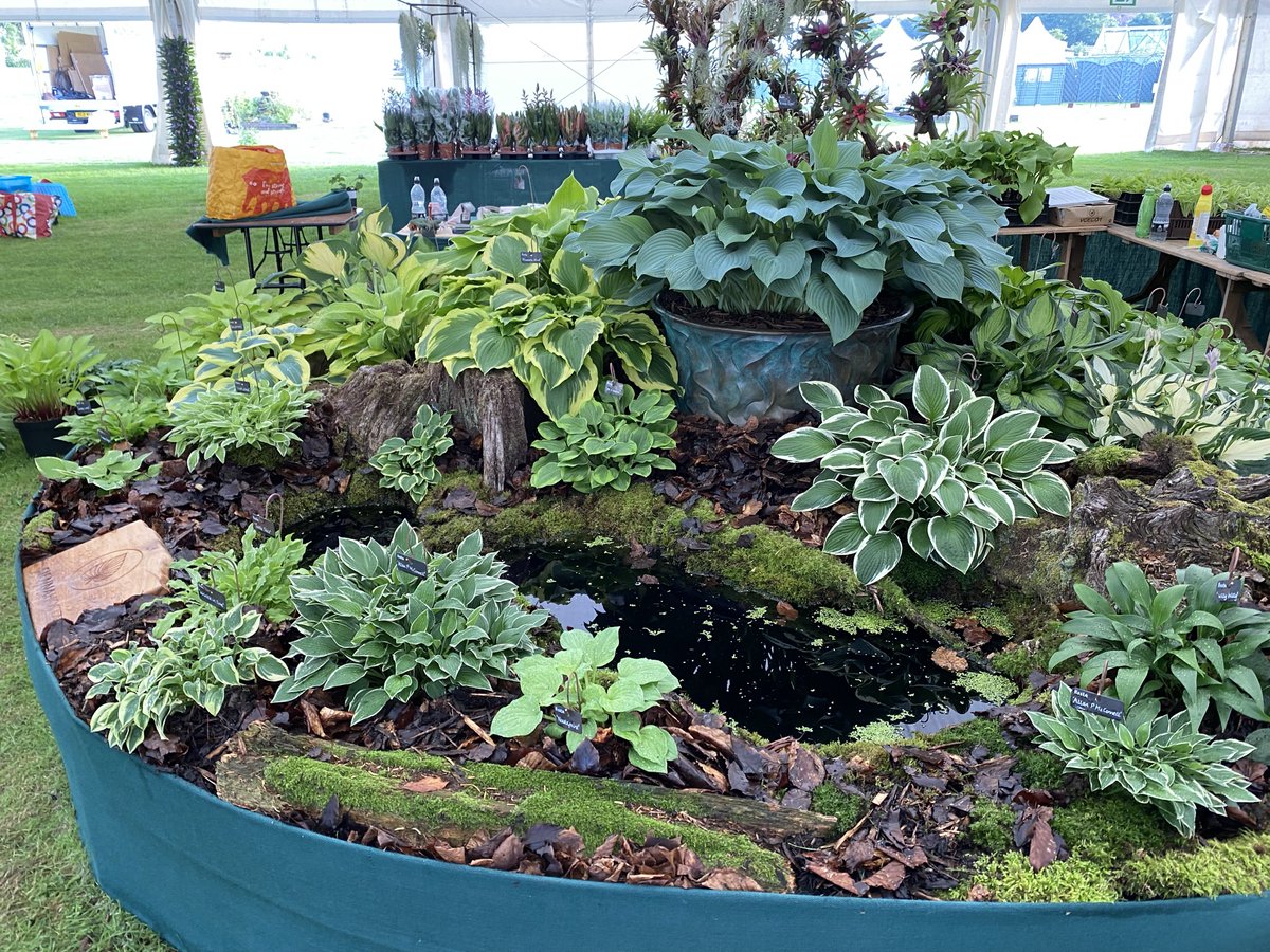 SiennaHosta's tweet photo. Next up for us is RHS Tatton Park Flower Show in Cheshire July 20th-24th. One of our favourite shows and a great opportunity to see some of our wonderful customers in the the north.
#siennahosta #hostas #hosta #Plants #gardening #hostaspecialist #Hostas #ukhostas https://t.co/BImuWCjXJ7