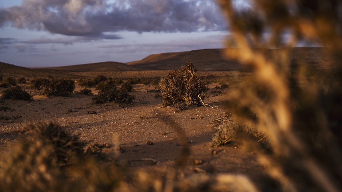 Rallye Du Maroc tweet media